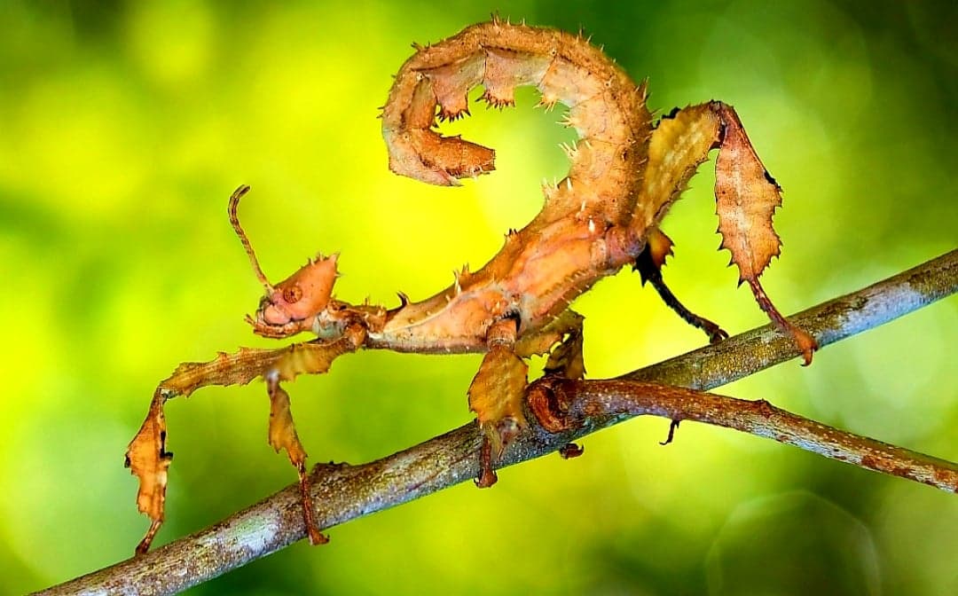 Get To Know The Stick Insect